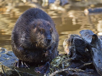 Beaver