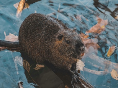 Beaver