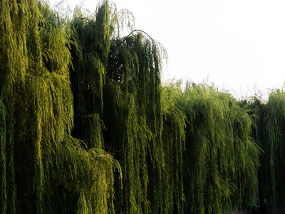 Bebb Willow