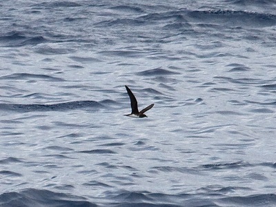 Beck's Petrel