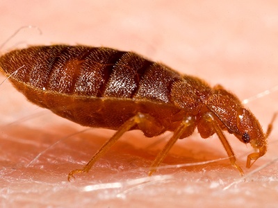Bed Bug