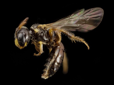 Bee