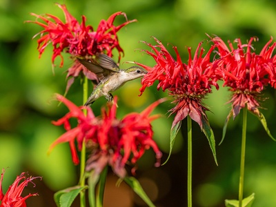 Bee balm