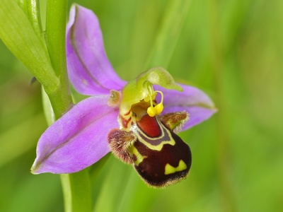Bee orchid