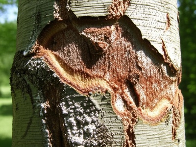 Beech Bark Disease