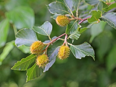 Beechnut
