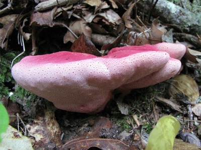 Beefsteak Fungus