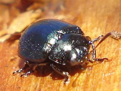 Beetle