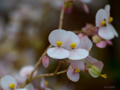 Begonia