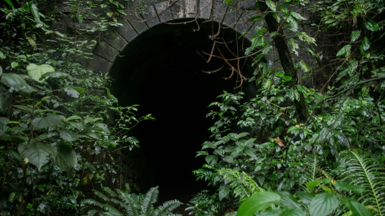 Mole tunnel visible as raised ridges and feeding runs across a lawn