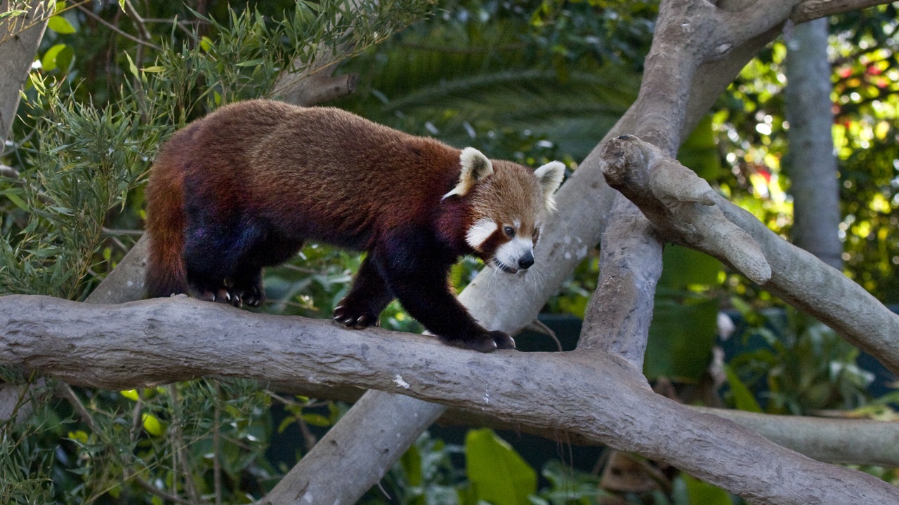 Red panda climbing in a Himalayan forest, feeding on bamboo