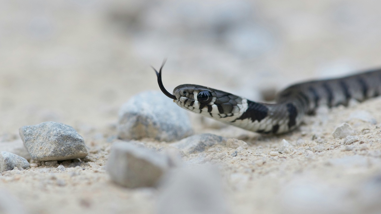 Garter snakes basking near a pond and emerging from a hibernaculum