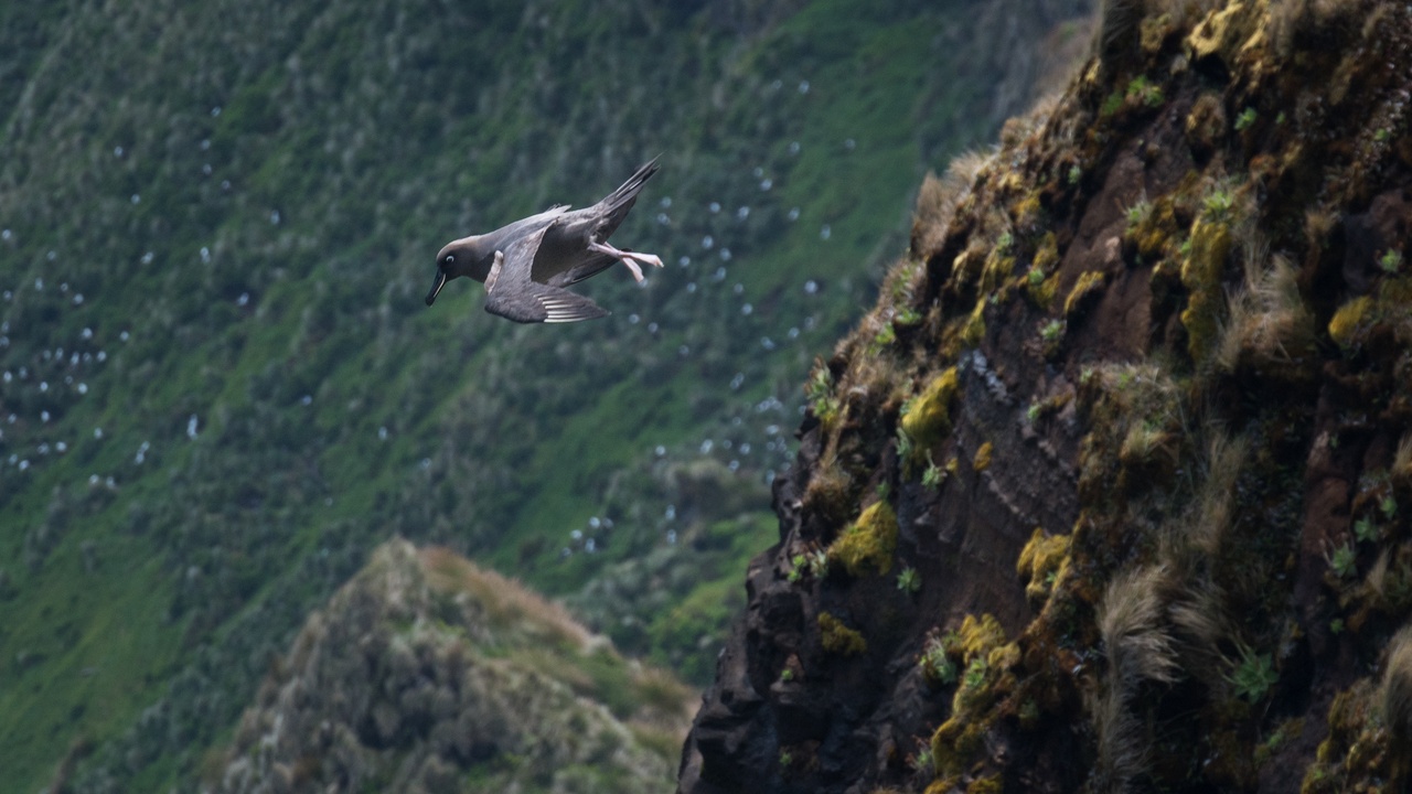 Albatross pair performing a courtship display at a nesting colony