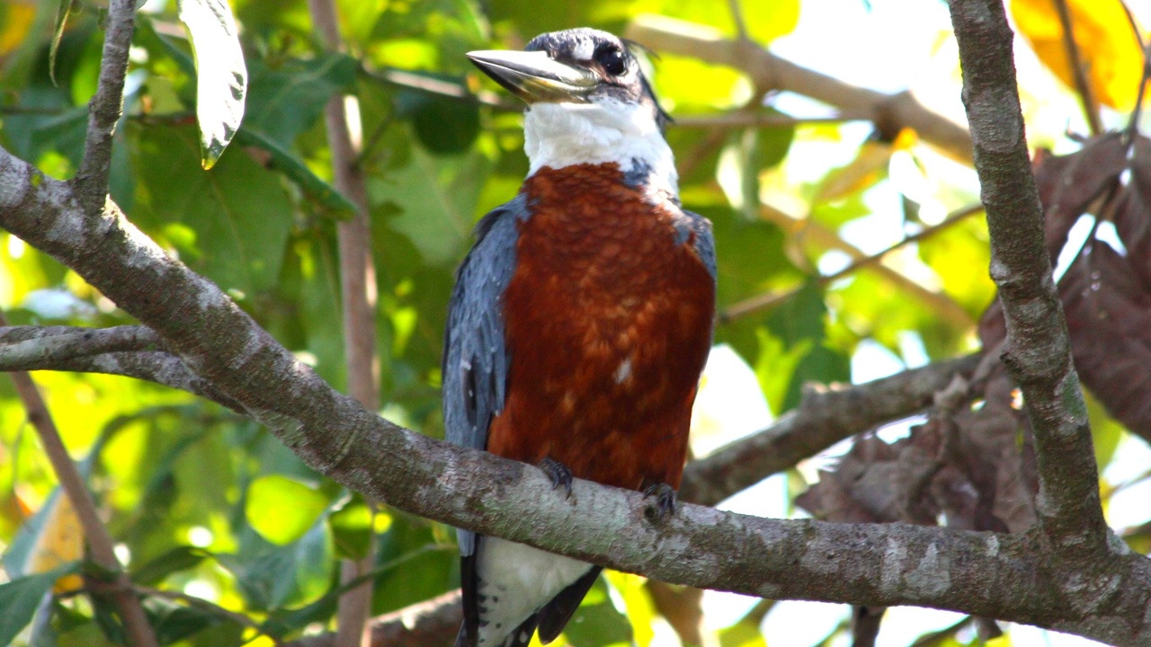 Kingfisher perched above water preparing to dive.
