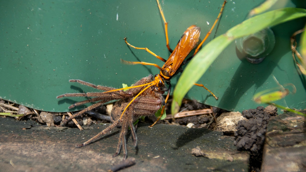 Centipede hunting in leaf litter at night