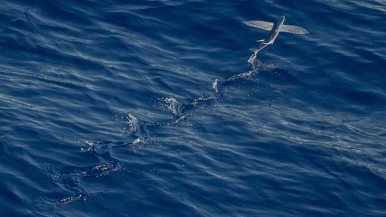 Sharks migrating and feeding, illustrating predatory and migratory behavior
