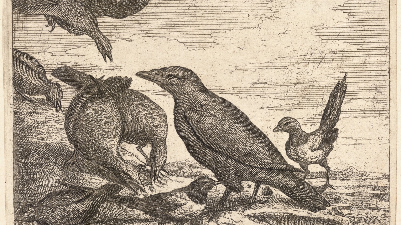 Raven perched showing intelligence and a crow in an urban setting showing social behavior