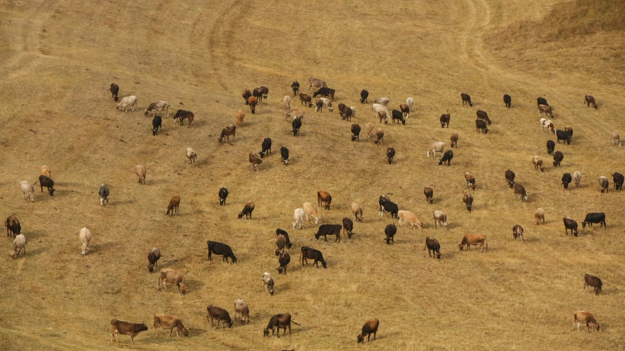 Aerial view of a migrating reindeer herd crossing tundra