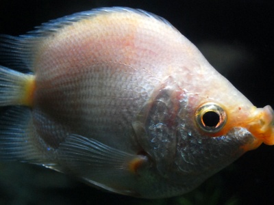 Beijador