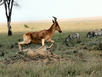 Beira Antelope