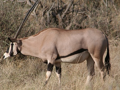 Beisa oryx