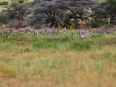 Beisa oryx