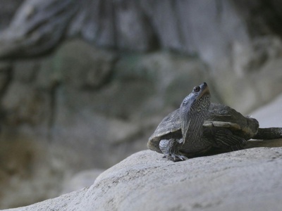 Bell's Hinge-back Tortoise