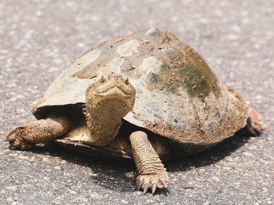 Bell's Hinge-back Tortoise
