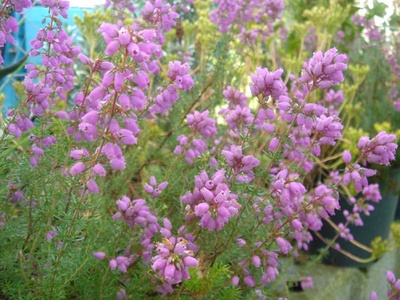 Bell heather