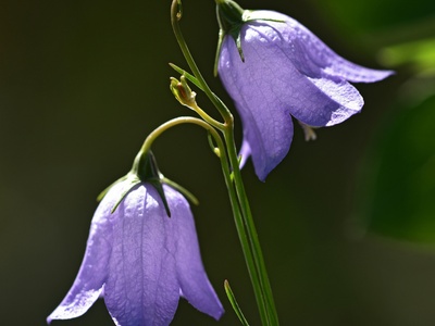 Bellflower