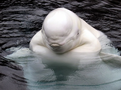 Beluga Whale