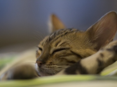 Bengal
