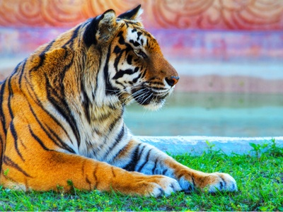 Bengal tiger