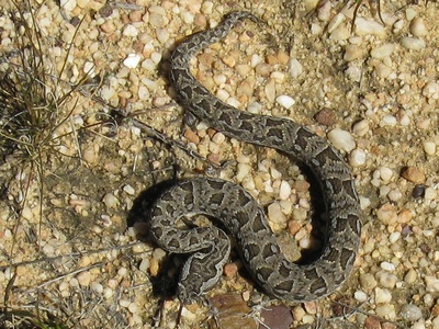 Berg Adder