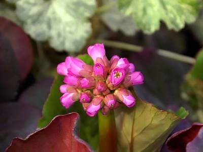 Bergenia