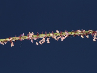 Bermuda Grass