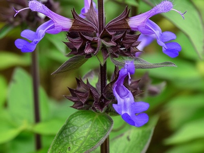 Bertoloni's Sage