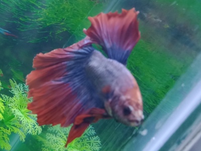 Betta