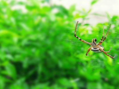Bhamo Jumping Spider