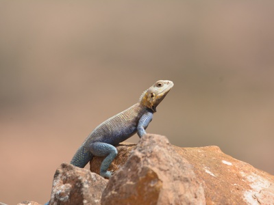 Bibron's Agama