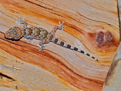 Bibron's Thick-toed Gecko