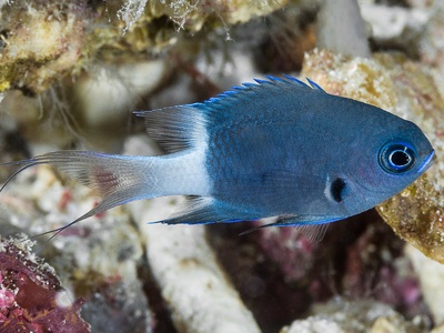 Bicolor Chromis