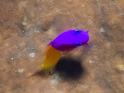 Bicolor Dottyback