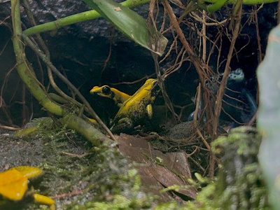 Bicolored poison frog