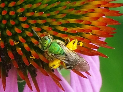 Bicolored Striped Sweat Bee