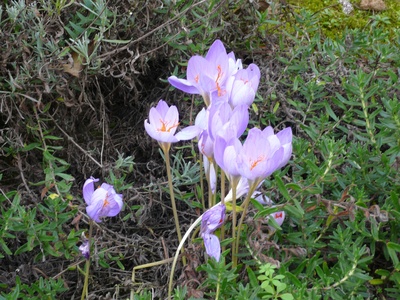 Bieberstein's Crocus