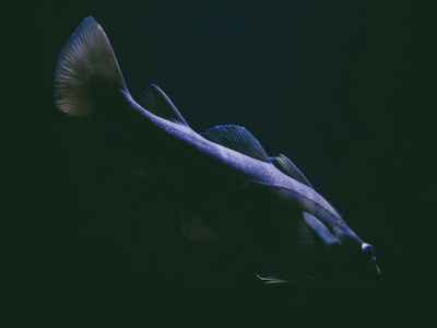 Big-nosed Unicornfish
