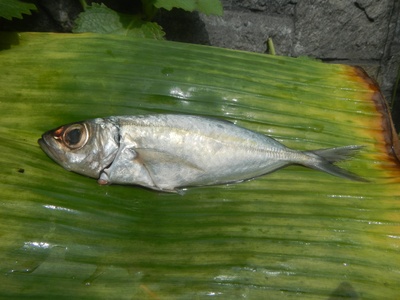 Bigeye Scad