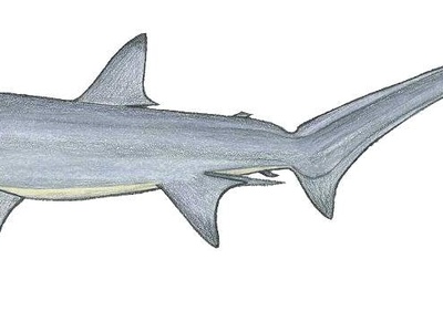 Bigeye Thresher Shark