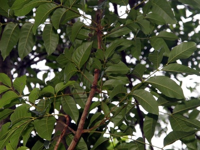 Bigleaf mahogany